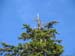 Tag15_Ucluelet_Adler1
